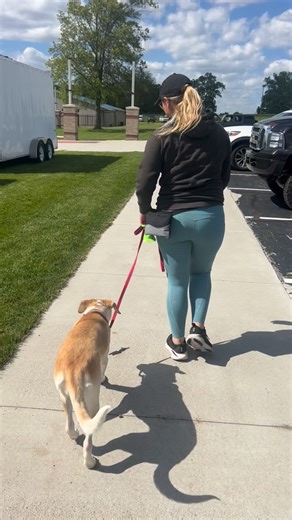 Check out this awesome loose leash walking from two-week graduate, Piper! | Sit 'n Stay Training | Facebook