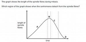 The graph shows the length of the spindle fibres during mitosis... | Filo