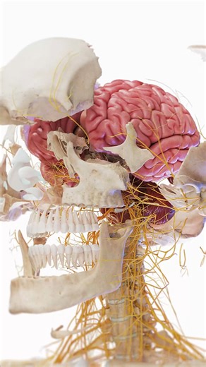 SciePro on Instagram: "🔍 Skull & Brain: An Exploded View of Human Head Anatomy 🧠 What lies beneath the surface of the human head? In our latest exploded view animation, we separate the cranial bones and brain regions to give you a clear, spatial understanding of how everything fits together. 🦴 Skull Bones: Frontal, parietal, temporal, occipital, sphenoid, ethmoid – each bone plays a role in protecting the brain. The cranial vault and facial skeleton are shown layer by layer. 🧠 Brain Anatomy: