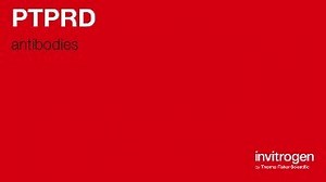 PTPRD antibodies from Thermo Fisher Scientific