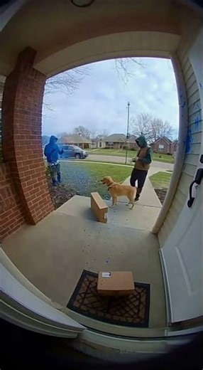Porch Pirate Gets Blasted by a Blue Dye Trap #funny #haircolor #comedy #bluedye