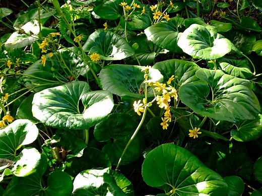 How To Grow Leopard Plant (Ligularia)  - Bunnings Australia