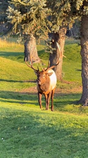 A good looking bull getting pretty worked up. A nice bugle for those who wait to the end! #fblifestyle #elk #bullelk #wapiti | Good Bull Outdoors