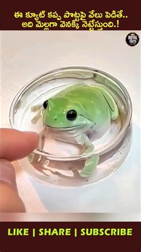 White's Tree Frog: The Frog That Always Looks Happy! 🐸😱 #youtubeshorts #ytshorts #viral