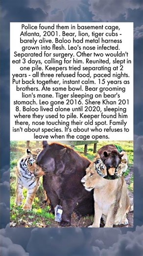 The Bear, Lion and Tiger Who Refused to Separate