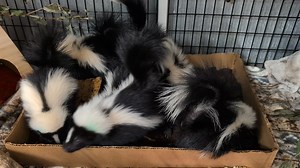 🚫 MYTH: Walden’s Puddle smells like weed because we’re smoking it. ✅ FACT: That smell is from our skunk patients. Skunks have a very distinct scent that can linger in the air, on clothes, and in our building, even when no animal is actively spraying. Unfortunately, that smell can sometimes be confused for something else, so we’ve been getting some not-so-nice comments about our staff. To those who’ve jumped to conclusions, we hope this clears the air (pun intended). To those who continue to sup