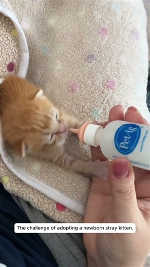The challenge of adopting a newborn stray kitten #rescue #rescuecat #