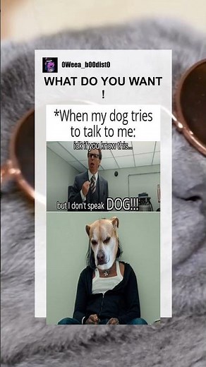 WHAT DO YOU WANT ! #memes #meme #memesdaily