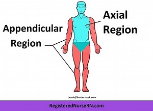 Regional Terms Anatomy Mnemonics