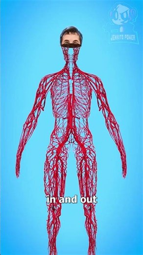 How Long Are Your Blood Vessels?🩸🤔 (Spanish Fandub) Zack D Films SPANISH #shorts #humor