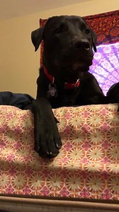 19K views · 336 reactions | The cries of Griffin, a spoiled bean. https://imgur.com/gallery/MLAGDdo Did you know Imgur posts can now include sound?  | Imgur | Facebook