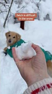 “how does my ball keep disappearing” —Oatmeal, probably #SnowDog