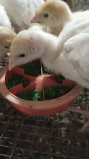 CONTENTS OF TURKEY POOLS. ONIONS. NO DRINKING.