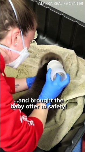 Baby sea otter rescued