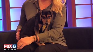 72K views · 1.1K reactions | Meet Alfred, a five-month-old puppy available for adoption at the Wisconsin Humane Society's Milwaukee Campus. Angelica Duria has the details. | FOX6 News Milwaukee | Facebook