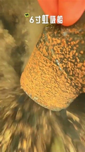 Unleash Your Superpower: Try This 6-Inch Gold Dual-Power Siphon