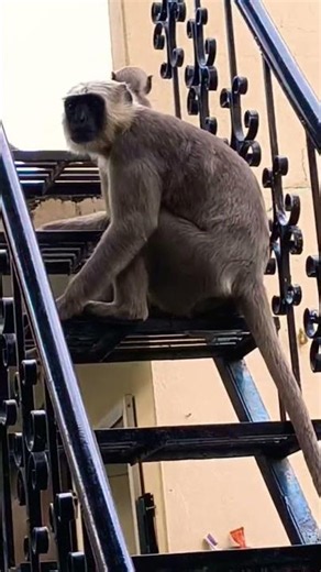 Monkey King 👑#funny #viral #youtubeshorts