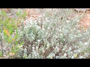 pooja vlogs is live!