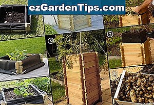 Comment faire pousser des pommes Winesap 🌱 Conseils Jardiniers - Fr.ezGardenTips.com