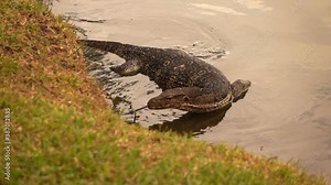 Wild huge monitor lizard walking in the lake in park, super slow motion