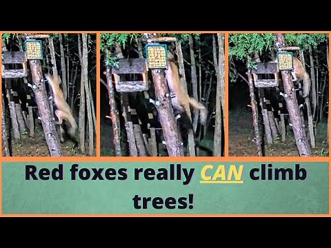 Red Foxes really can climb trees!!