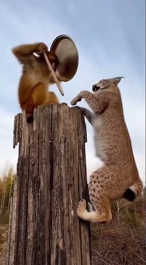 The Clanging Contest: A Monkey's Victory Over a Lynx