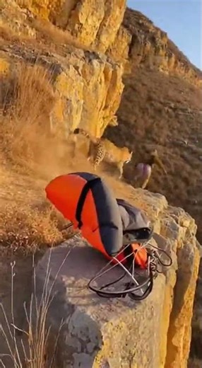 Mandrill Hijacks Paraglider to Escape Leopard Epic Wildlife Chase #wildlife #nature #adventure