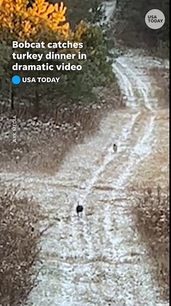 Watch incredible bobcat chase down a turkey dinner