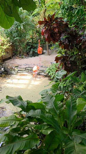 42K views · 1.6K reactions | These flamingos are living my dream life... Zero stress. Perfect balance. Fabulous pose. Just vibing at the Key West Butterfly Conservatory. Taking notes for my next vacation. 囹 Who else wants flamingo energy? #fblifestyle #flamingo #keywest #floridakeys #butterflyconservatory #flamingolife #chillvibes #zenmode #tropicalvibes #keywestlife #floridatravel #islandtime #floridaexplorer #vacationmode #keyslife | Florida Keys Resorts | Facebook