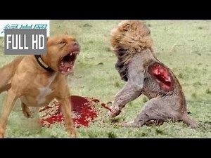【動物 戦い 】最も驚くべき野生動物の攻撃 - カバのライオン、ライオン、サイ、イノシシの攻撃ライオン、ピット・ブル!!