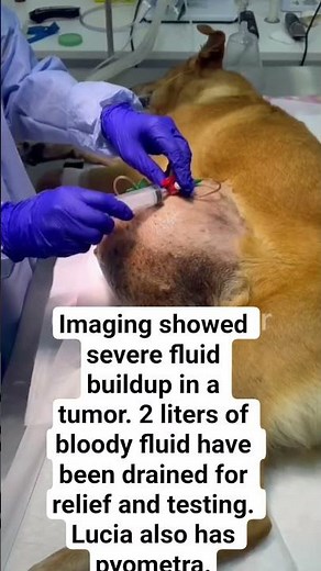 $1,500 for the surgical procedure alone.Any help means so much. Thank you 💙