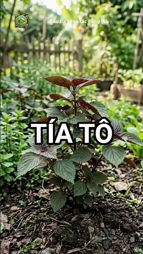 Rau tía tô có tác dụng gì? | #rautiato #MộcdượcViệt