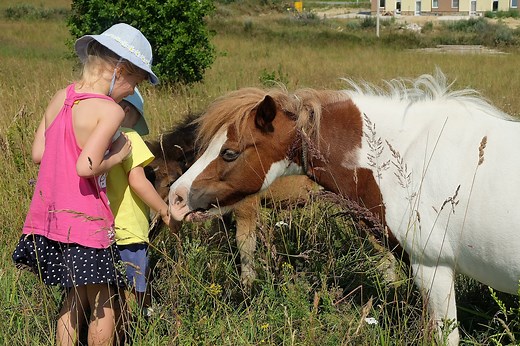 99 Fun & Incredible Horse Facts for Kids - Horse Rookie