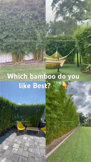 Florida’s Best Fast-Growing Non-Invasive Clumping Bamboo | Natural Living Privacy Fences & Screening