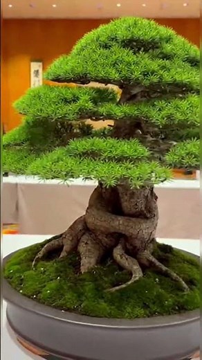 🌳 Top Bonsai Styles That Will Inspire You