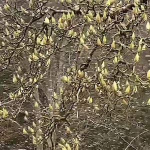 The treat we all need in Victoria right now! ❄️🙌🏼❄️🌳❄️ Snowfall at Cloudehill Gardens in Olinda yesterday added an otherworldly wonder as we packed up the Diggers Garden Shop for lockdown. We’re looking forward to welcoming you all back to Cloudehill and Heronswood on the other side. #diggersclub #diggersfoundation #cloudehillgardens #gardenwonder #winter #dandenongranges | The Diggers Club