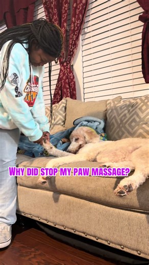 Snow did not want her to stop massaging her paw🤣 #snowbella #petmassage #pawcare #sisterlylove #SnowBellaSpawCare @SnowBella
