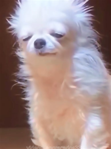 Animais Engraçados: Os Melhores Vídeos de Cachorros