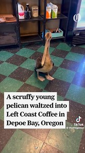 1K views · 15 reactions | Oregon Coast Explored on Reels | Facebook