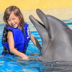 Dolphin: Characteristics, Types, Food and More ▷➡️ Postposmo