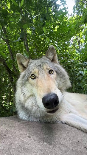 Wolf Sense of Smell: 100× Stronger Than Humans