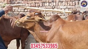 18K views · 566 reactions | Cattle Farming Business Plan 2024 Qurbani Topic 2024 | Business talks official | Facebook