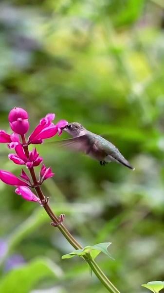 Tiny Birds, Incredible Speed! Ruby-Throated Hummingbirds