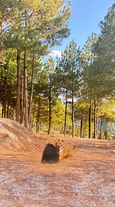 41K views · 303 reactions | Dog vs tiger funny fight #jangal #forest #buffalo #tiger #jackals #animals #deer #lions #elephant #zebra please like shere & follow | Ask world | Facebook