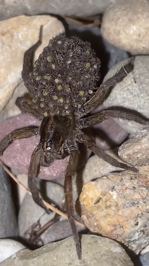 Wolf Spider Carrying Babies On Its Back