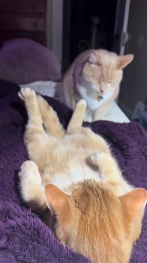 Dachshund Tries to Join in as Cat Playfully Bites Another Cat