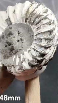 Pyritized ammonite & concretion ✨️ Buttenheim 🇩🇪 - www.rossminerals.com - #pyrite #ammonite #ammonit