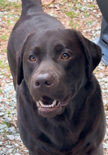 He was done asking. That ending bark tho 😂🐾 #labrador #moose #funnydog #dogsoftiktok #dogwithattitude