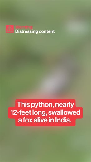 Brut on Instagram: "This python, nearly 12-feet long, devoured a fox alive in a jungle, near Balediha village in India on July 2.⁣ ⁣ While young pythons eat every 5–10 days, sub-adults every 10–14 days or once in 3–4 weeks, large adults as rarely as once every one to two months, depending on the size of the prey.⁣ ⁣ They can open their mouths up to 10 times the width of their heads, allowing them to swallow animals as large as a deer in one go.⁣ ⁣ #animalvideo #snake #wildlife #nature"