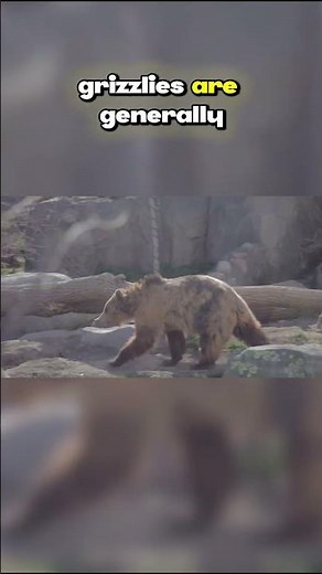 Top Ten Species of the Canadian Wilderness: Grizzly Bear